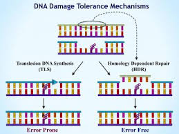 Image result for dna repair mechanism