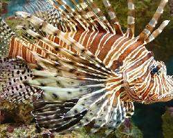 Peixe-Leão