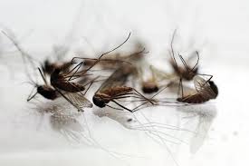 Mass. health officials announce additional human cases of West Nile virus
