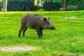 wildschwein