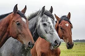 Image result for HORSE