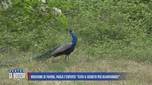 Dentro la Notizia: Invasioni di pavoni, parla l'esperto Video