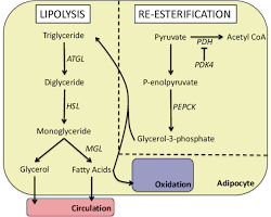 Lipolysis process