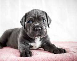 Imagem de Cane Corso puppy