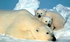 Image result for polar bear pics