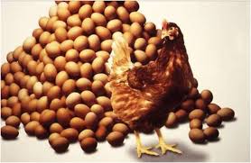 Image result for egg production