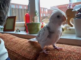 Burung Lovebird Blorok