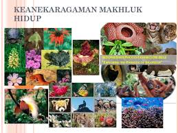 Hasil gambar untuk Keanekaragaman Makhluk Hidup