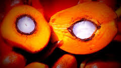 Image result for crude palm oil