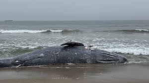 Gray whale die-off in California signals wider Pacific crisis