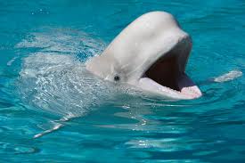 Six belugas have died after transfer from shuttered Marineland