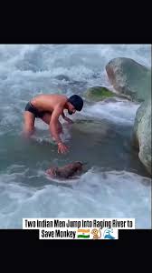 In a heart-stopping moment caught on camera, two men from India jumped into a rushing river to save a monkey stranded on a rock. 🐒🌊 This act of kindness and bravery is