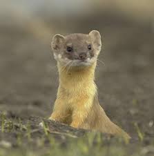 Image result for giant weasel