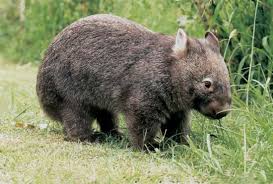 Image result for wombat