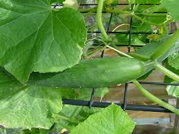 cucumber plants ile ilgili görsel sonucu