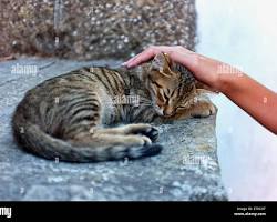 person petting a catの画像