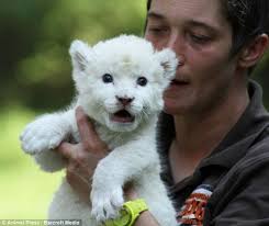 Jojo the white lion cub - article-2181386-1449BF67000005DC-377_634x534