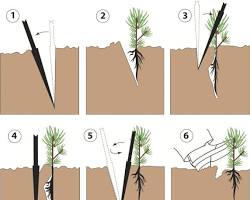 صورة planting a pine tree
