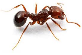 Resultat d'imatges de formiga