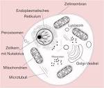 Eukaryoten 