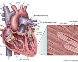 Image of Cardiac muscle