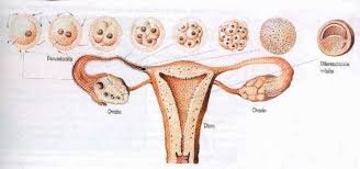Resultado de imagen para desarrollo embrionario humano