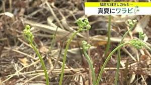 FNNプライムオンライン - News update