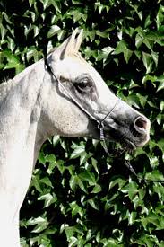 Image result for IRAN HORSES