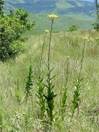 Image result for Helichrysum nudifolium