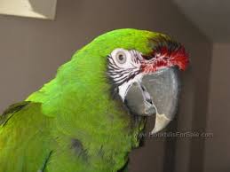 Image result for baby macaw parrot for sale