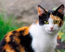 三毛猫の画像
