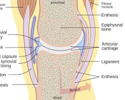 Image of Synovial membrane