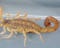 Image of Striped Scorpion
