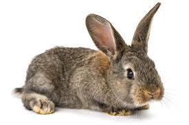 Image result for RABBIT