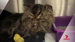 Channel 7 - Minam the dryer cat - YouTube