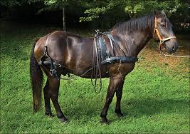 Image result for HORSE