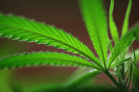 Resultado de imagen de Legalization