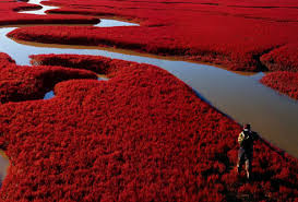 Image result for Red Beach, Panjin, China