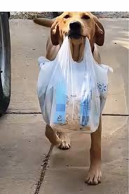 Why Dogs Are Great Human Companions | TikTok
