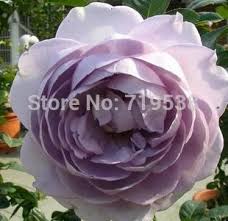 Image result for karangan bunga mawar biru