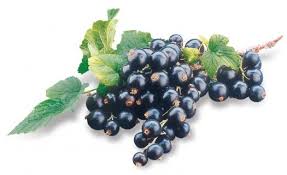 Image result for elderberry