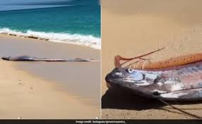 Doomsday Fish Sightings Spark Concern Amidst Iran War