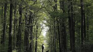 Forêt domaniale d’Orléans : fermeture exceptionnelle de certaines routes forestières face au risque d'incendie