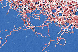 Lyme Disease: How Targeting Manganese Could Lead to New Treatments