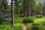 Tureksperiment: timer i skogen - Aftenposten