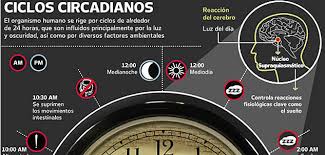 Resultado de imagen para nucleo supraquiasmatico reloj biologico