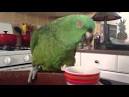 pictures of 2 parrots singing and talking wendy dog