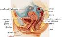 Interno corpo umano femminile apparato genitale