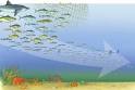 Fishing through marine food webs - Proceedings of the