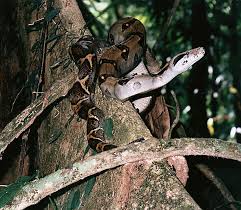 Picture of Boas